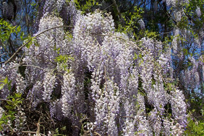 blossoms